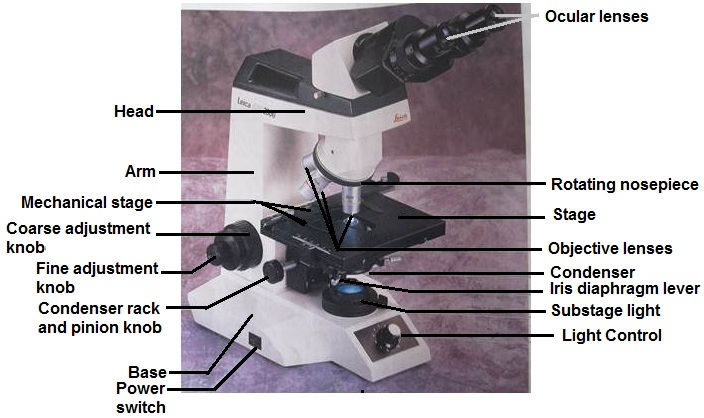 Components of compound microscope - pohprovider